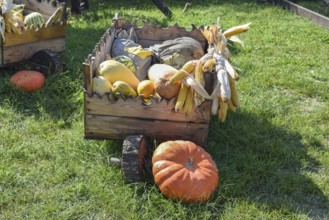 Ripe pumpkins in a cart. Taman, Krasnodar Krai, Russia