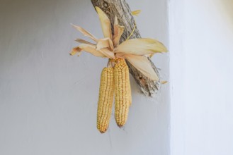 Hanging ears of yellow corn. Taman, Krasnodar Krai, Russia