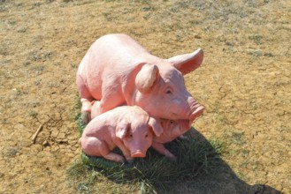 Plastic toy pig. Figures pigs on the lawn