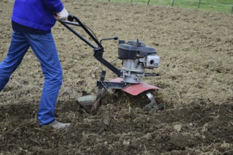 Planting potatoes under the walk-behind tractor. Atyrau, Kazakhstan