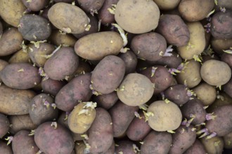 Germinated seed potatoes. Atyrau, Kazakhstan
