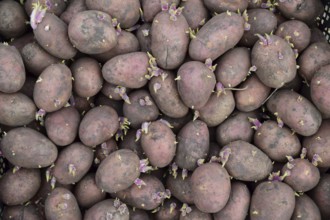 Germinated seed potatoes. Atyrau, Kazakhstan