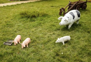 Plastic toy pig. Taman, Krasnodar Krai, Russia