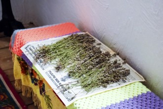 Harvesting and drying medicinal herbs on a newspaper. Taman, Krasnodar Krai, Russia