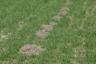 The mounds of soil left by the mole. Atyrau, Kazakhstan