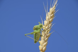 Isophia. Grasshopper is an isophy on a wheat spikelet. Atyrau, Kazakhstan