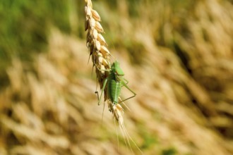 Isophia. Grasshopper is an isophy on a wheat spikelet. Atyrau, Kazakhstan