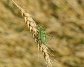 Isophia. Grasshopper is an isophy on a wheat spikelet. Atyrau, Kazakhstan