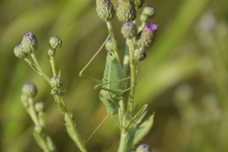 Isophya on the stems of the tubercle. Atyrau, Kazakhstan