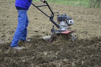 Planting potatoes under the walk-behind tractor. Atyrau, Kazakhstan