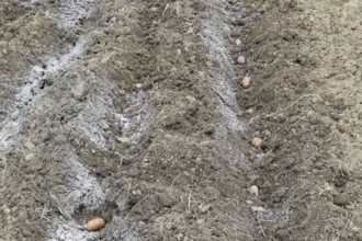 Planting potatoes in the garden. Atyrau, Kazakhstan