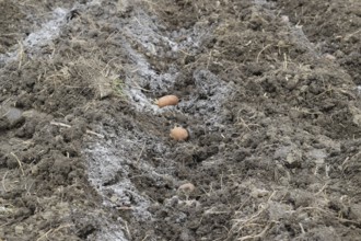Planting potatoes in the garden. Atyrau, Kazakhstan