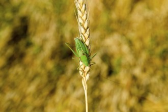 Isophia. Grasshopper is an isophy on a wheat spikelet. Atyrau, Kazakhstan