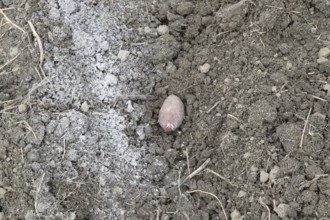 Planting potatoes in the garden. Atyrau, Kazakhstan