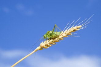 Isophia. Grasshopper is an isophy on a wheat spikelet. Atyrau, Kazakhstan