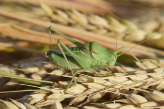 Isophia. Grasshopper is an isophy on a wheat spikelet. Atyrau, Kazakhstan