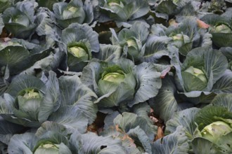 Cabbage field. Atyrau, Kazakhstan