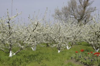 Flowering plum garden. Atyrau, Kazakhstan