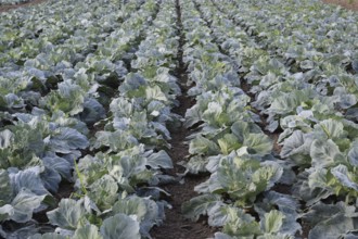 Cabbage field. Atyrau, Kazakhstan