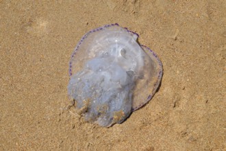 Jellyfish Rhizostoma root rope, thrown to the shore of the sea. Golubitskaya, Russia