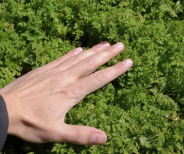 A hand is stroking the grass. Atyrau, Kazakhstan