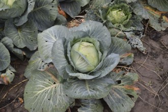 Cabbage field. Cultivation of cabbage in an open ground in the field. Atyrau, Kazakhstan