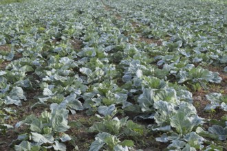 Cabbage field. Atyrau, Kazakhstan