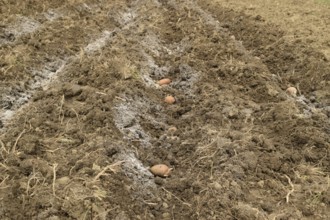 Planting potatoes in the garden. Atyrau, Kazakhstan