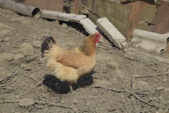 Hens in the yard of a hen house. Atyrau, Kazakhstan