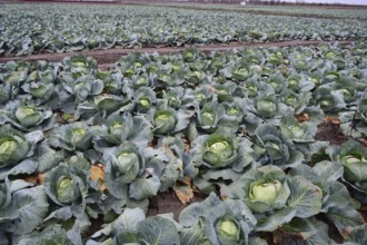 Cabbage field. Atyrau, Kazakhstan