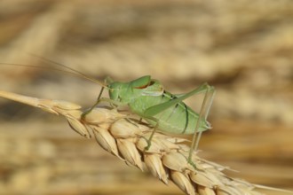Isophia. Grasshopper is an isophy on a wheat spikelet. Atyrau, Kazakhstan