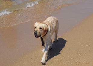 White dog on the beach. Golubitskaya, Russia