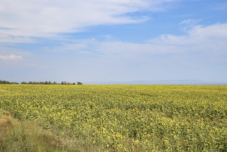 A field of sunflower near the sea. Sunflower growing in the field. Atyrau, Kazakhstan