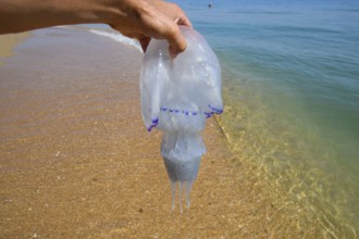 Jellyfish Rhizostoma root rope, thrown to the shore of the sea. Golubitskaya, Russia