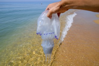 Jellyfish Rhizostoma root rope, thrown to the shore of the sea. Golubitskaya, Russia