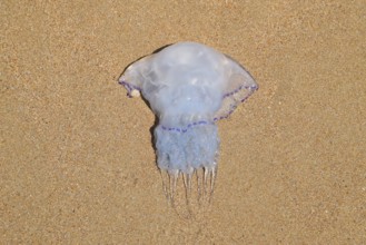 Jellyfish Rhizostoma root rope, thrown to the shore of the sea. Golubitskaya, Russia