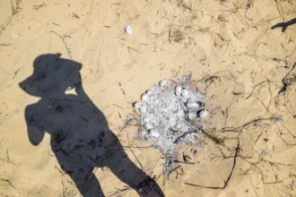 The shadow of a woman near an extinct fire with baked potatoes. Golubitskaya, Russia