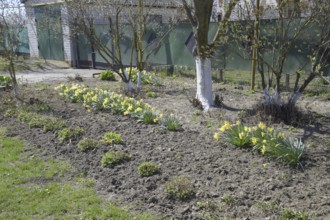 Flowers daffodil yellow. Atyrau, Kazakhstan