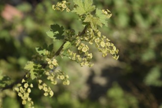Flowers of red currant in spring on a stalk. Atyrau, Kazakhstan