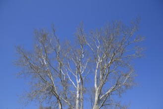 The branches of the poplar against the blue sky. Atyrau, Kazakhstan