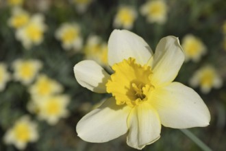 Flowers daffodil yellow. Atyrau, Kazakhstan