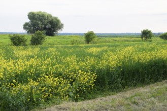 Field of rape near the road. A tree near the road. Atyrau, Kazakhstan