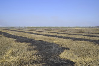Burning track in paddy field. Atyrau, Kazakhstan