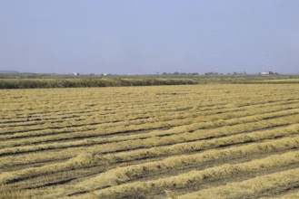 Harvesting rice in the fields. Beveled rice in field. Atyrau, Kazakhstan