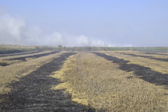 Burning track in paddy field. Atyrau, Kazakhstan