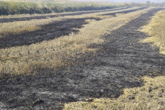 Burning track in paddy field. Atyrau, Kazakhstan