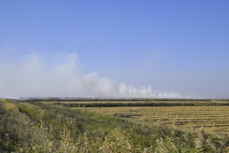 Landscape burning field. Atyrau, Kazakhstan