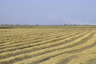 Harvesting rice in the fields. Atyrau, Kazakhstan