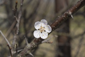 Blooming wild apricot in the garden. Atyrau, Kazakhstan