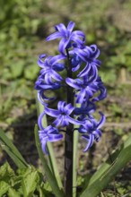 Hyacinth blooms in the garden. Atyrau, Kazakhstan